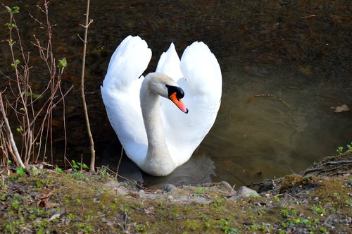 white swan  lake  nature