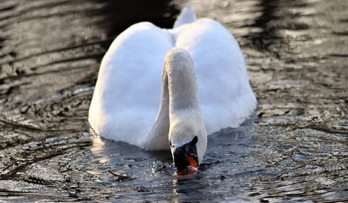 white swan  bird  lake