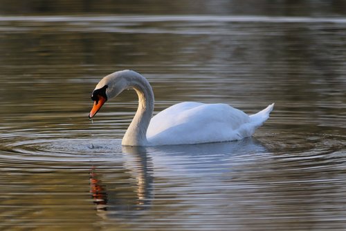 white swan  bird  lake