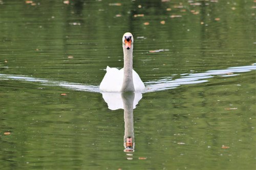 white swan  lake  swim