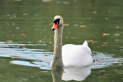 white swan  swimming  elegant