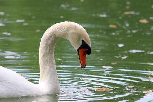 white swan  lake  elegant