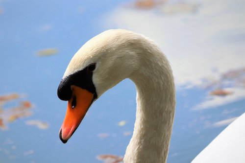 white swan  head  elegant