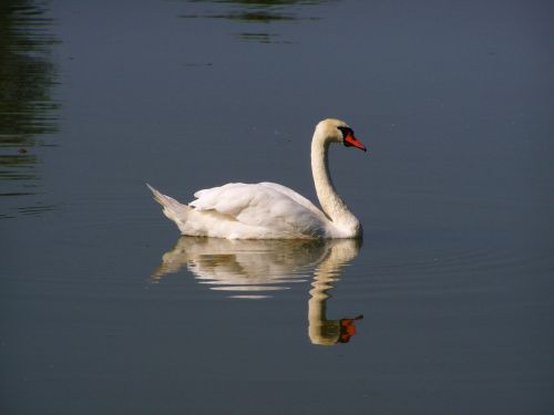 white swan water bird water surface
