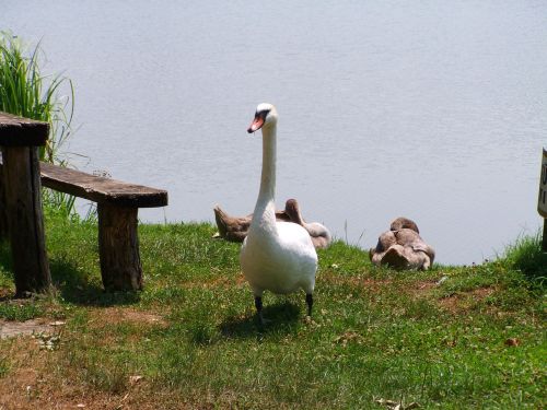 white swan waterfowl animal