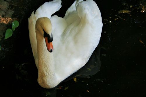 White Swan Beauty