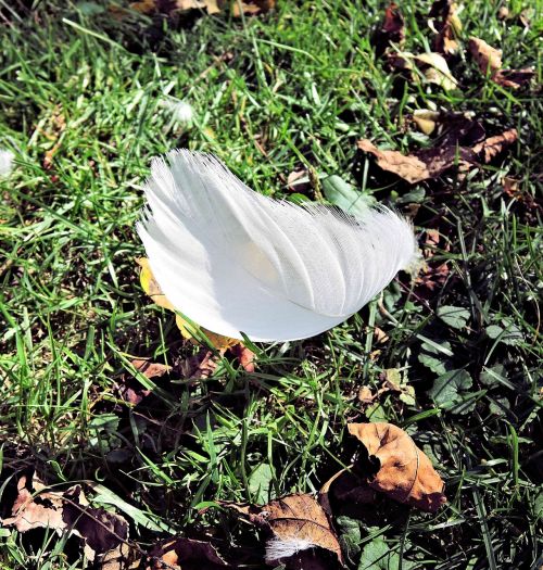 white swan feather autumn leaves canada