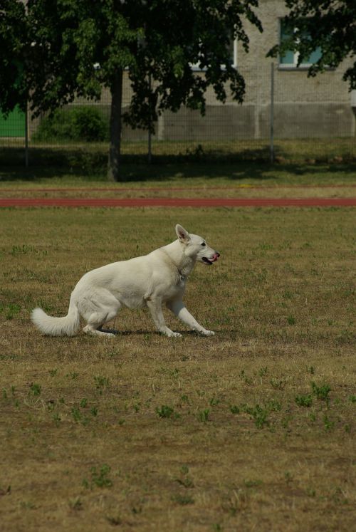 white swiss shepherd dog obedience