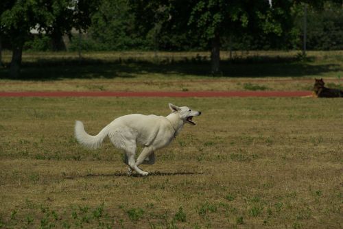 white swiss shepherd dog animal
