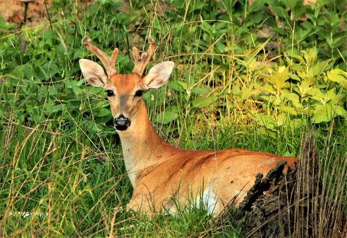 White-tail Buck Resting
