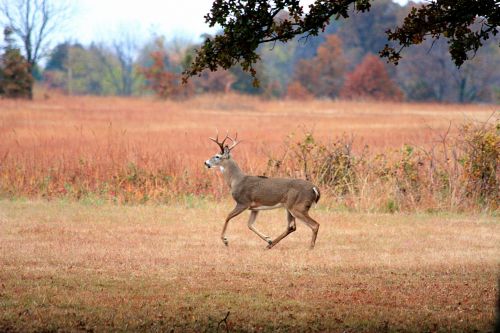 White-tail Buck Running In Fall