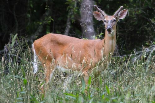 white tailed deer buck young