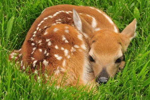 white tailed deer fawn resting