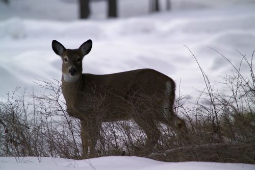 white tailed deer doe wildlife