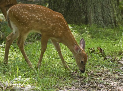 white tailed deer fawn wildlife