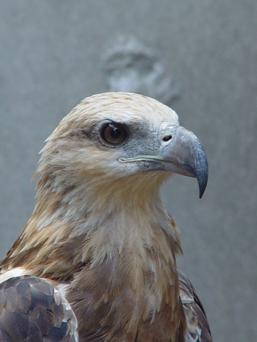 white tailed eagle adler bird