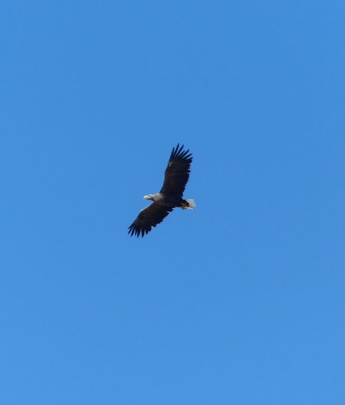 white tailed eagle on usedom