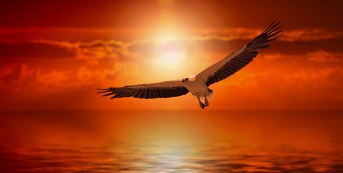 white tailed eagle adler sunset