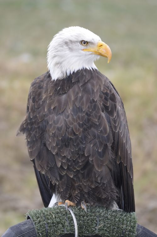 white tailed eagle eagle feathers falconry