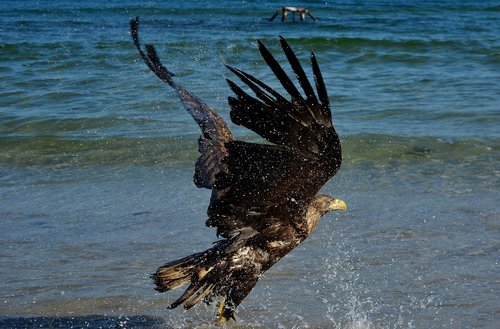 white tailed eagle  baltic sea  bird of prey