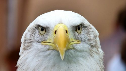 white tailed eagle adler bald eagle