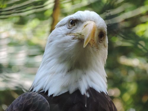 white tailed eagle adler zoo