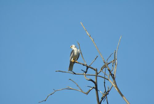white tailed kite bird wildlife