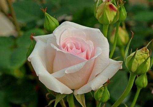 white tea-rose hybrid petals