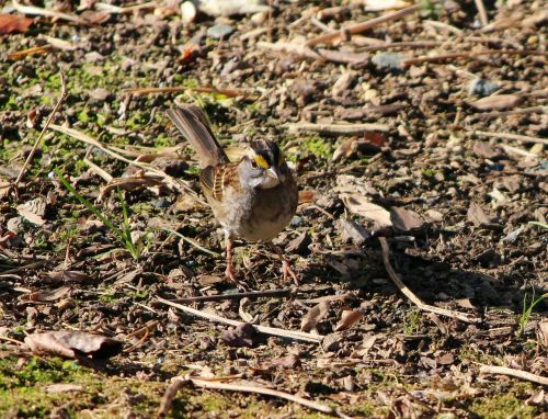 white throated sparrow bird songbird
