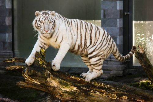 white tiger animal feline