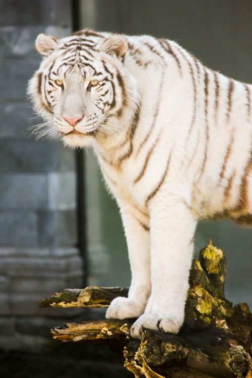 white tiger feline zoo