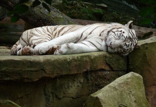 white tiger feline wild animal