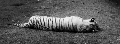 white tiger black and white siesta
