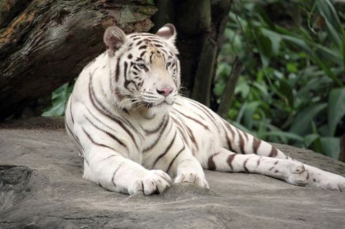 bengal tiger white tiger animal