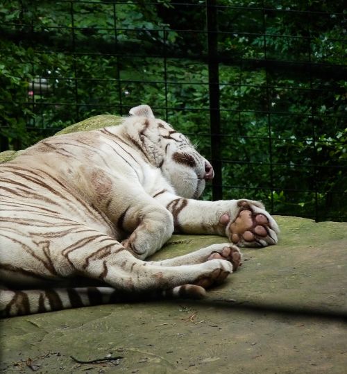 white tiger feline zoo