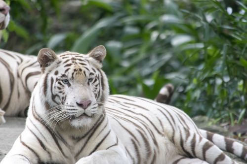 white tiger tigers cat