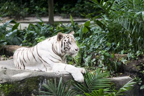 white tiger tiger cat