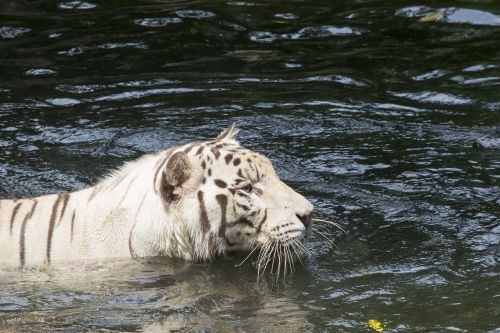 white tiger tiger cat