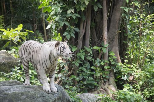 white tiger tigers cat