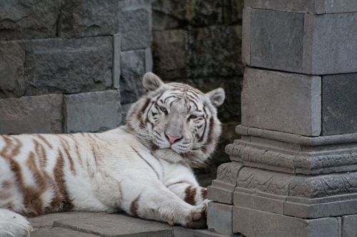 white tiger feline mammal