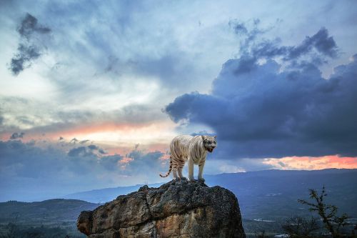 white tiger rock high mountain