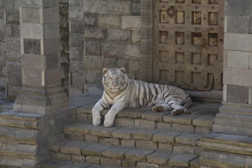 white tiger animals feline