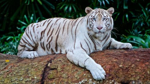 white tiger panthera tigris tigris bengal tiger