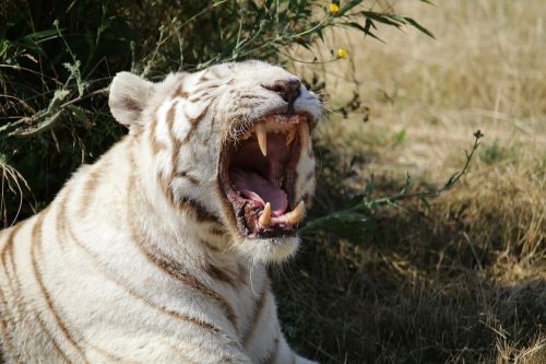 white tiger tiger feline