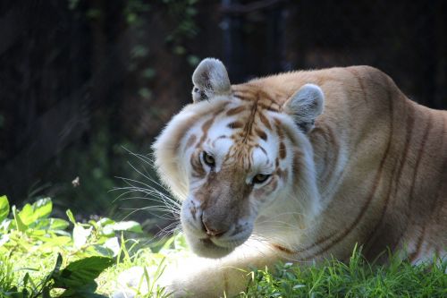 white tiger tiger cat