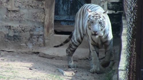 white tiger animal tiger