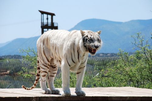 white tiger tiger animal