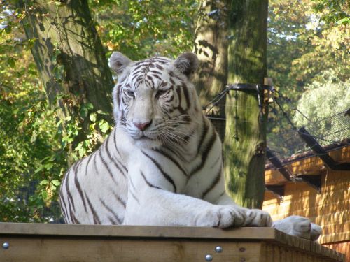 white tiger resting wild animal big cat