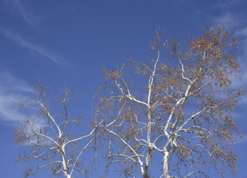 White Tree Blue Sky