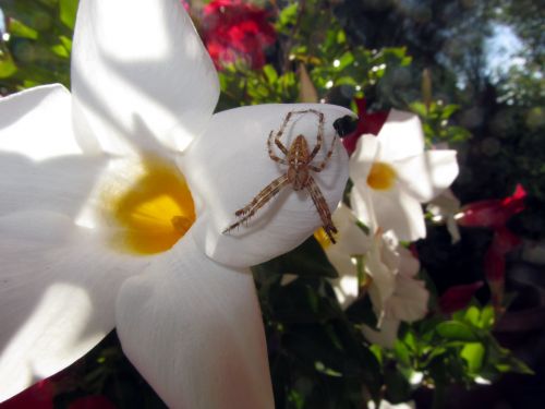 white trumpet flower blossom bloom